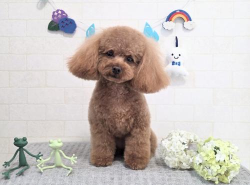 ワンちゃんのご紹介