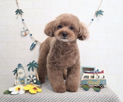 ワンちゃんのご紹介