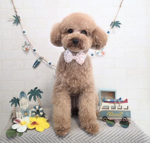 ワンちゃんのご紹介