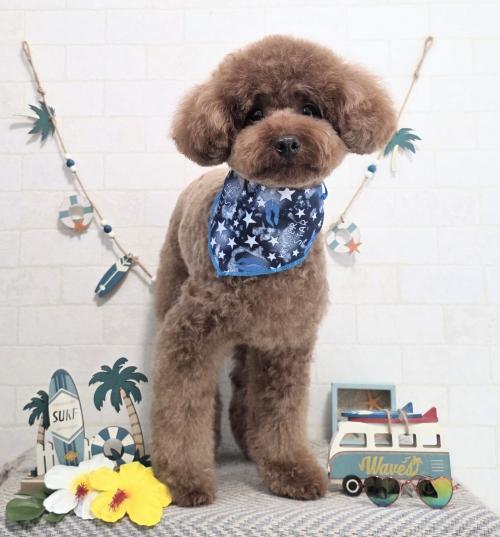 ワンちゃんのご紹介