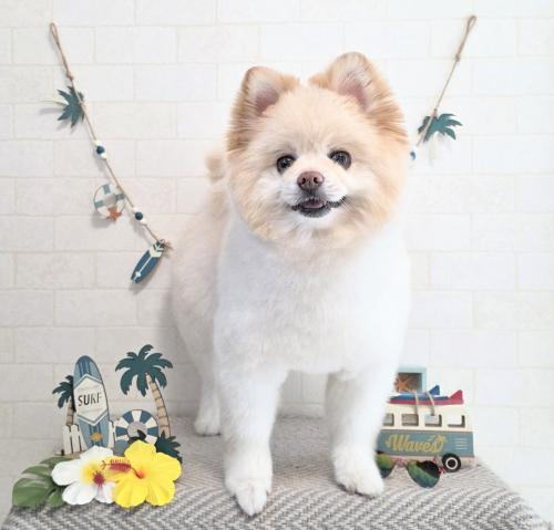 ワンちゃんのご紹介