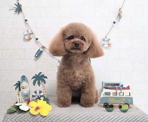 ワンちゃんのご紹介