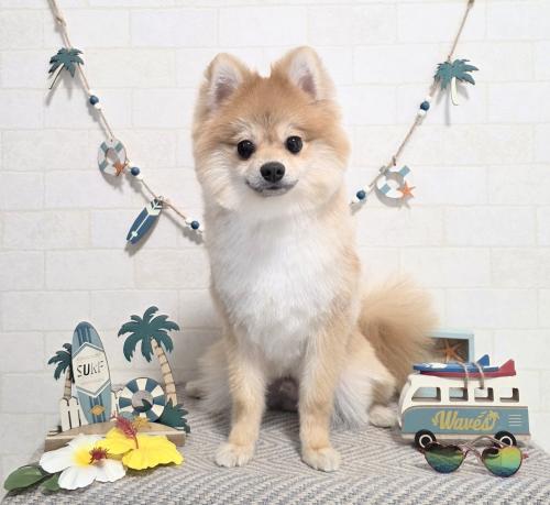 ワンちゃんのご紹介