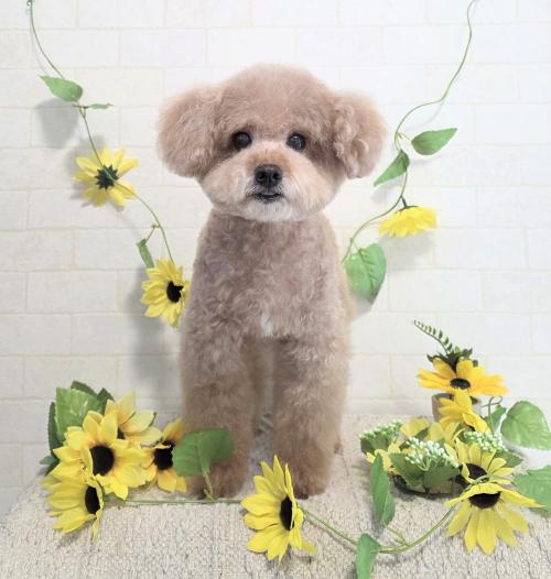 ワンちゃんのご紹介