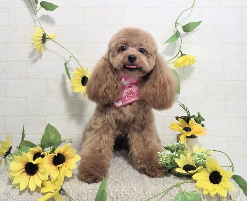 ワンちゃんのご紹介
