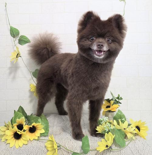 ワンちゃんのご紹介