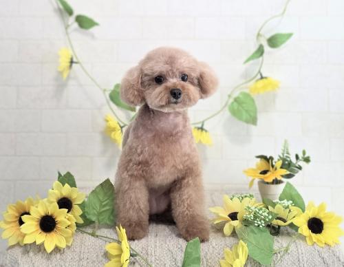 ワンちゃんのご紹介