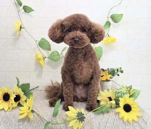 ワンちゃんのご紹介
