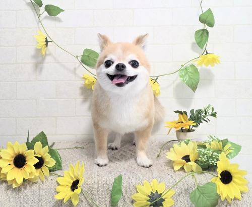 ワンちゃんのご紹介