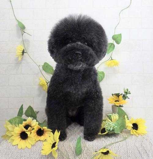 ワンちゃんのご紹介