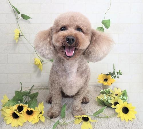 ワンちゃんのご紹介