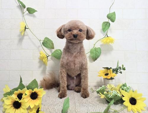 ワンちゃんのご紹介