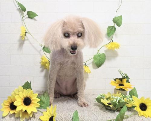 ワンちゃんのご紹介