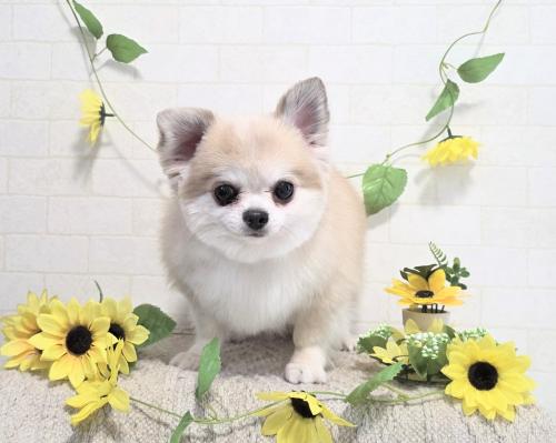 ワンちゃんのご紹介