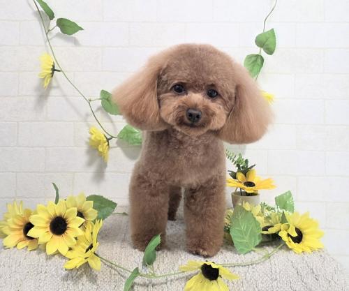ワンちゃんのご紹介