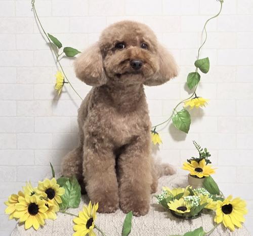 ワンちゃんのご紹介