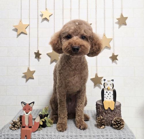 ワンちゃんのご紹介