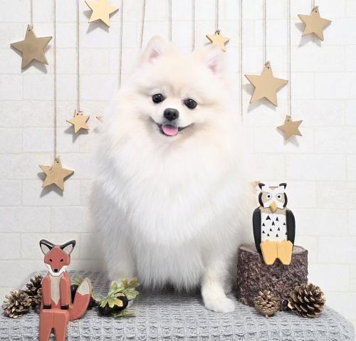 ワンちゃんのご紹介