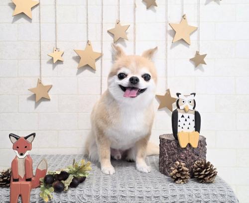 ワンちゃんのご紹介