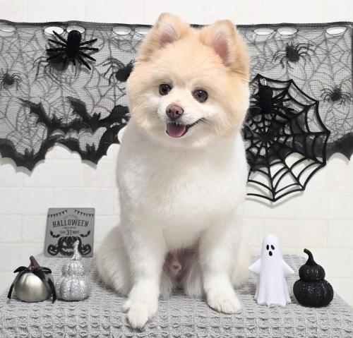 ワンちゃんのご紹介