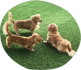 ミニドッグランのご利用