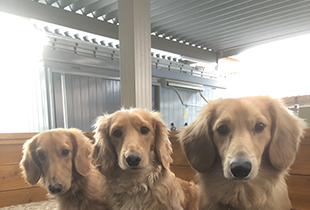 雨の日も遊べます 大型カーポート