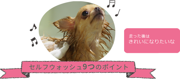 セルフウォッシュのポイントイメージ写真