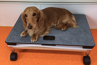 ワンちゃんの成長チェック 体重計