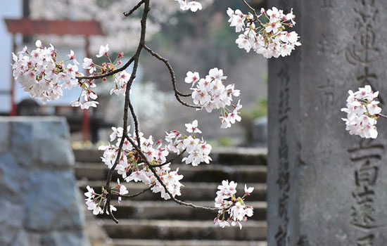 桜